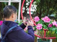 图集 | 大观公园牡丹花迎接游客过新年