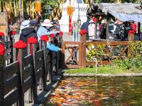 图集｜阳光明媚易出行 民族村里把年闹