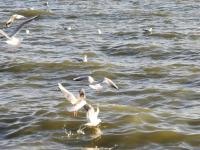 【图集 | 洱河森林公园：群花竞放 鸭鸥云集 新人扎堆拍婚照】