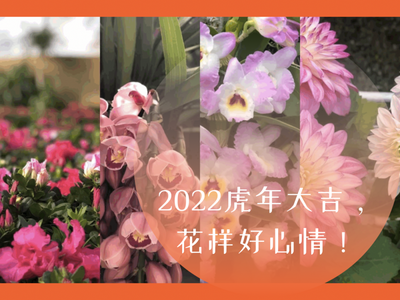 大理苍山植物园“花式”送福，花到福气到