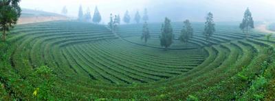 临沧将深化茶旅融合   打造世界闻名的国际茶文化旅游目的地