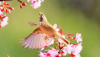 鸟语花香迎春来 孟连版“百鸟图”上线