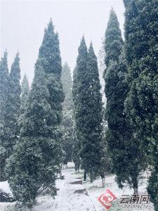 早安云南丨春城无处不飞花，这次飞的是雪花