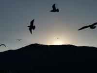 【图集 | 洱河森林公园：群花竞放 鸭鸥云集 新人扎堆拍婚照】 