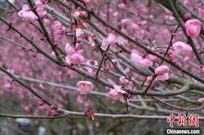 广西桃花雨后绽放 大批游客拍照“打卡”