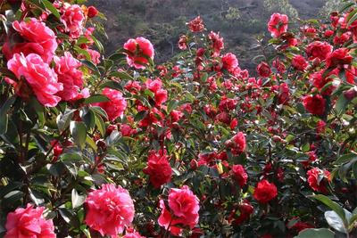 【春日赏花图鉴】早春里，共赴一场茶花盛会！
