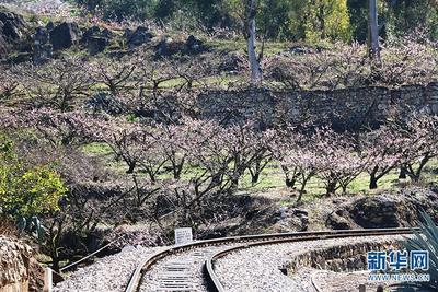 云南蒙自：桃花开放 美景如画