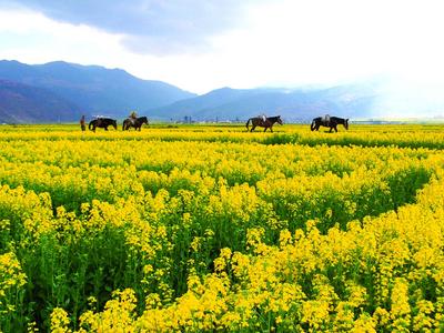【有一种生活叫大理】洱源春光正当时 不负春光不负卿