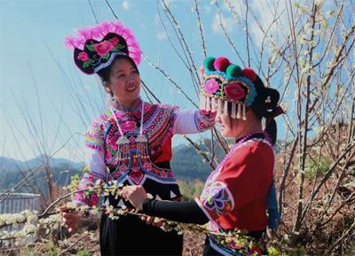 楚雄牟定：李子小镇李花香 