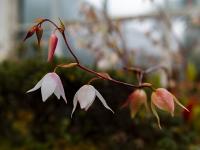 图集｜扶荔宫再次开园 快邀约家人一起打卡吧