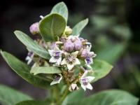 图集｜扶荔宫再次开园 快邀约家人一起打卡吧