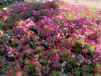 【图集 | 洱河森林公园：群花竞放 鸭鸥云集 新人扎堆拍婚照】 