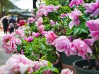 图集 | 大观公园牡丹花迎接游客过新年