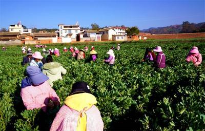 楚雄牟定：人勤春来早 蚕豆疏花忙
