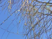 【图集 | 洱河森林公园：群花竞放 鸭鸥云集 新人扎堆拍婚照】 