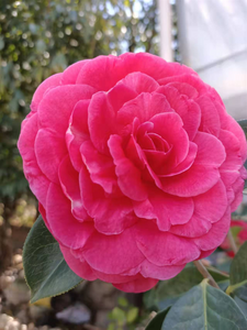 【春日赏花图鉴】早春里，共赴一场茶花盛会！