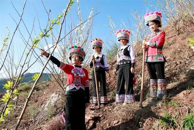 楚雄牟定：李子小镇李花香 