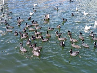 【图集 | 洱河森林公园：群花竞放 鸭鸥云集 新人扎堆拍婚照】 