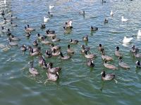 【图集 | 洱河森林公园：群花竞放 鸭鸥云集 新人扎堆拍婚照】 