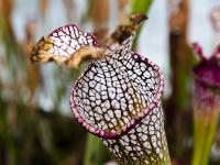 图集｜扶荔宫再次开园 快邀约家人一起打卡吧