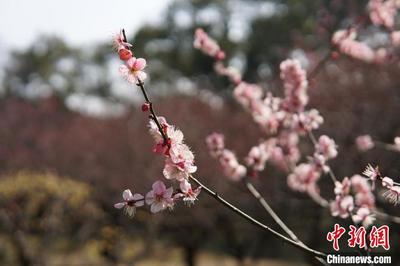 江南赏梅胜地无锡梅园花开正盛迎客来