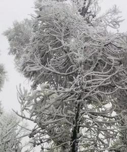 冷空气来袭！玉溪多地雾凇美景震撼上线  
