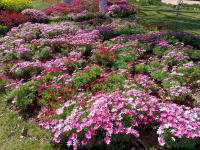 【图集 | 洱河森林公园：群花竞放 鸭鸥云集 新人扎堆拍婚照】 