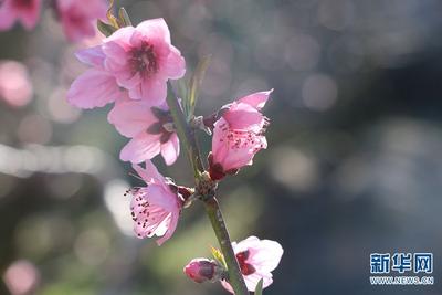 云南蒙自：桃花开放 美景如画