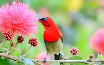 鸟语花香迎春来 孟连版“百鸟图”上线