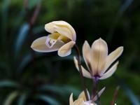 图集｜扶荔宫再次开园 快邀约家人一起打卡吧