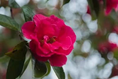 三月份，内蒙古、辽宁、甘肃及丽江的居民可免景区门票游鸡足山！