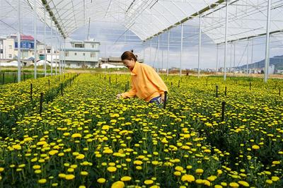 大理州沙龙镇：花卉产业绽放民族团结之“花”