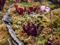 图集｜扶荔宫再次开园 快邀约家人一起打卡吧