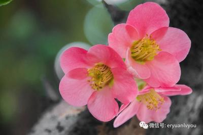 【有一种生活叫大理】洱源春光正当时 不负春光不负卿