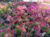 【图集 | 洱河森林公园：群花竞放 鸭鸥云集 新人扎堆拍婚照】