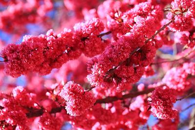 【立春】跟着时节游大理 春暖花开赏花去