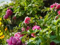 图集 | 大观公园牡丹花迎接游客过新年