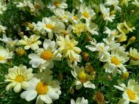 【图集 | 洱河森林公园：群花竞放 鸭鸥云集 新人扎堆拍婚照】 