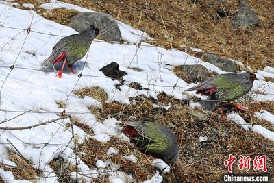 国家二级保护动物血雉现身四川金川