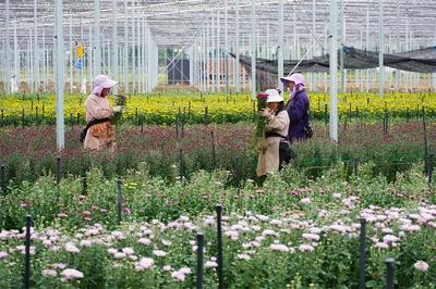 大理州沙龙镇：花卉产业绽放民族团结之“花”