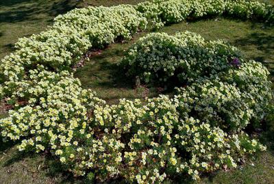 【图集 | 洱河森林公园：群花竞放 鸭鸥云集 新人扎堆拍婚照】 