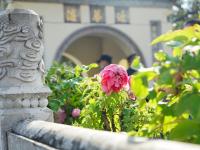 图集 | 大观公园牡丹花迎接游客过新年