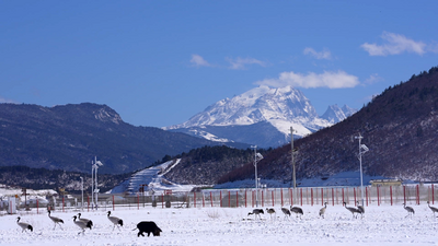 9.91万人次， 6690.82万元！香格里拉晒出春节旅游"成绩单”
