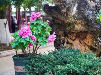 图集 | 大观公园牡丹花迎接游客过新年