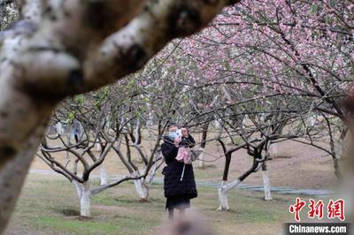 广西桃花雨后绽放 大批游客拍照“打卡”