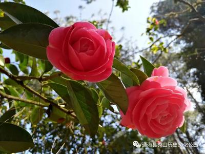 玉溪通海：初春时节，秀山花开待客来
