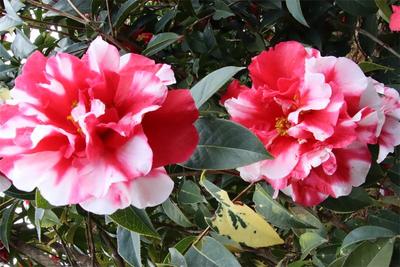 【春日赏花图鉴】早春里，共赴一场茶花盛会！