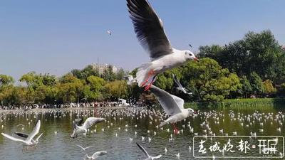 错过又要等一年！昆明这些小精灵正为返程做“换装”准备