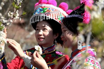 楚雄牟定：李子小镇李花香 