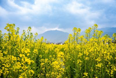【立春】跟着时节游大理 春暖花开赏花去